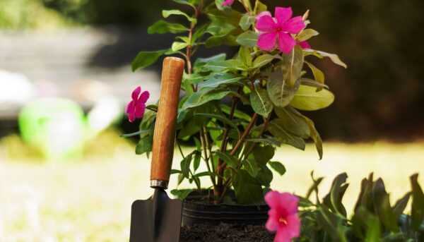 A close-up image of a pink flower being planted with a shovel in the dirt