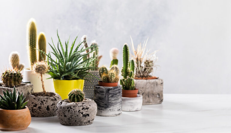 Collection of various cactus and succulent plants in different pots. House plants on gray background.