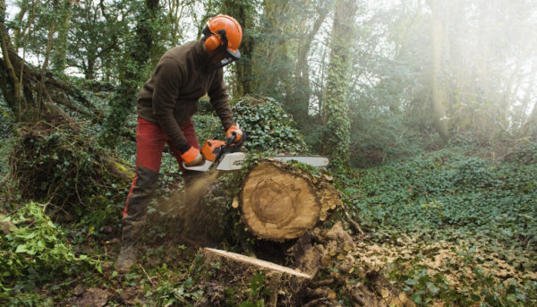 Male tree surgeon sawing tree trunk using chainsaw in forest