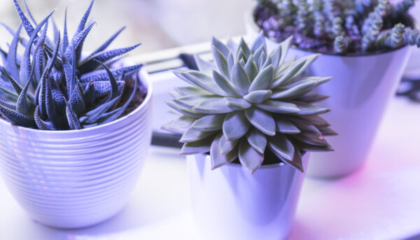 succulents in a white pots in ultraviolet light, minimalist composition