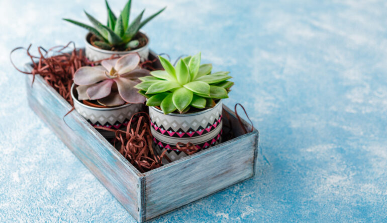 Home plants in pots succulents - eheveria and havortia, a home mini-garden in a wooden box