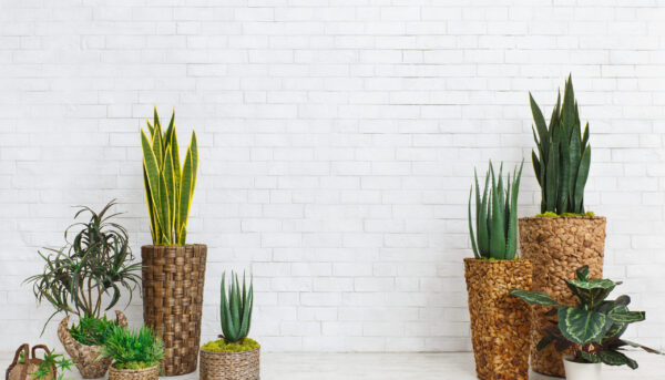 Succulents in DIY pots in scandinavian style home against white wall, empty space